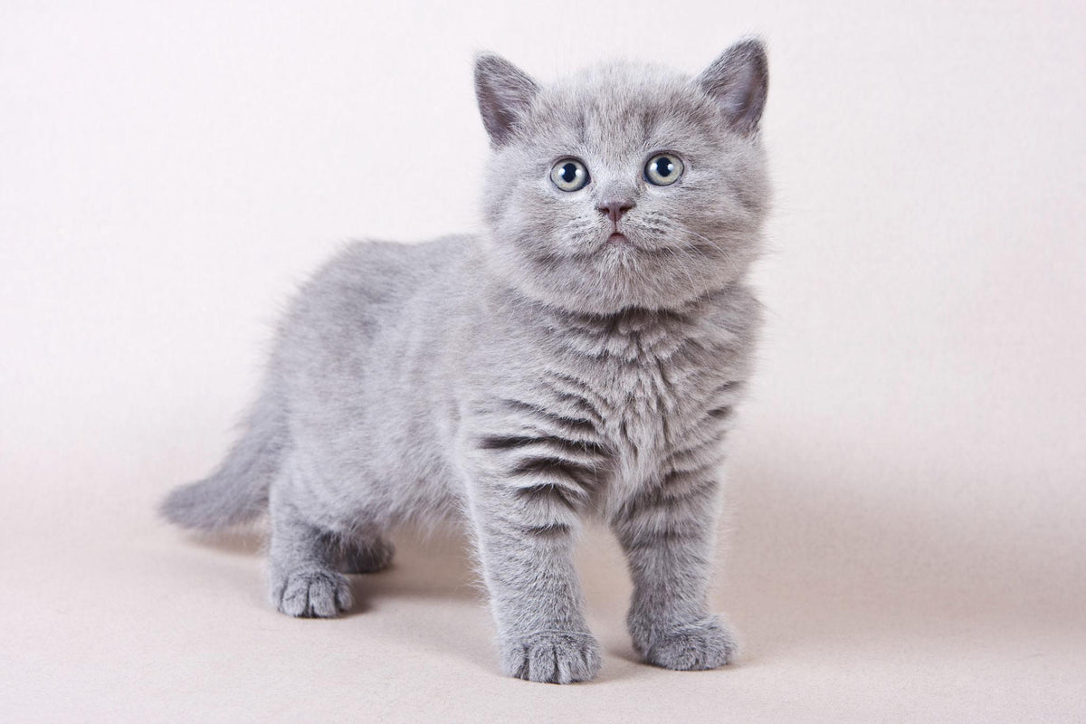Chaton