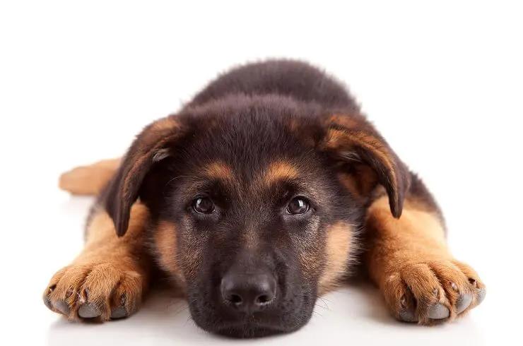 Chiot
