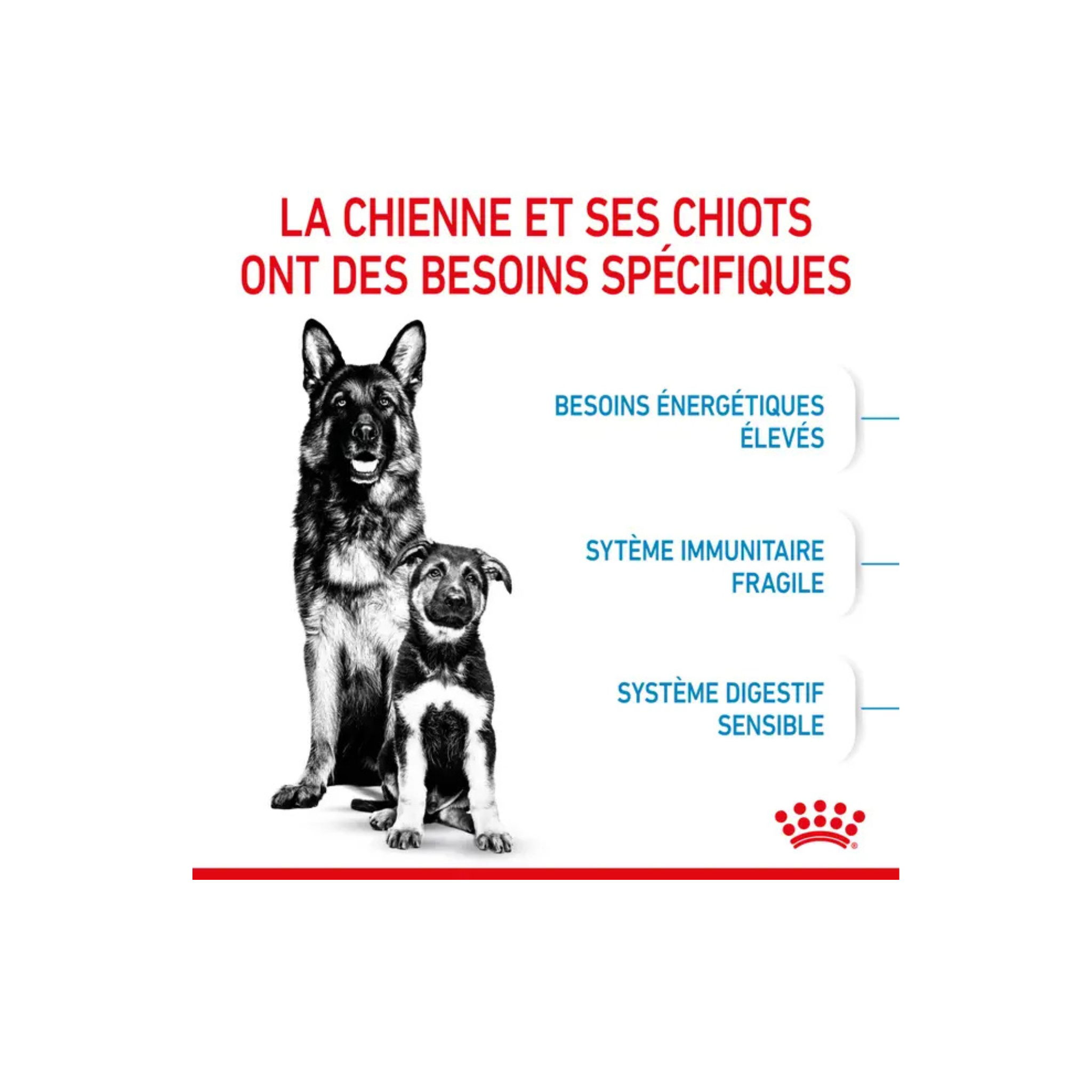 ROYAL CANIN® Maxi Starter Mother & Babydog pour chiot