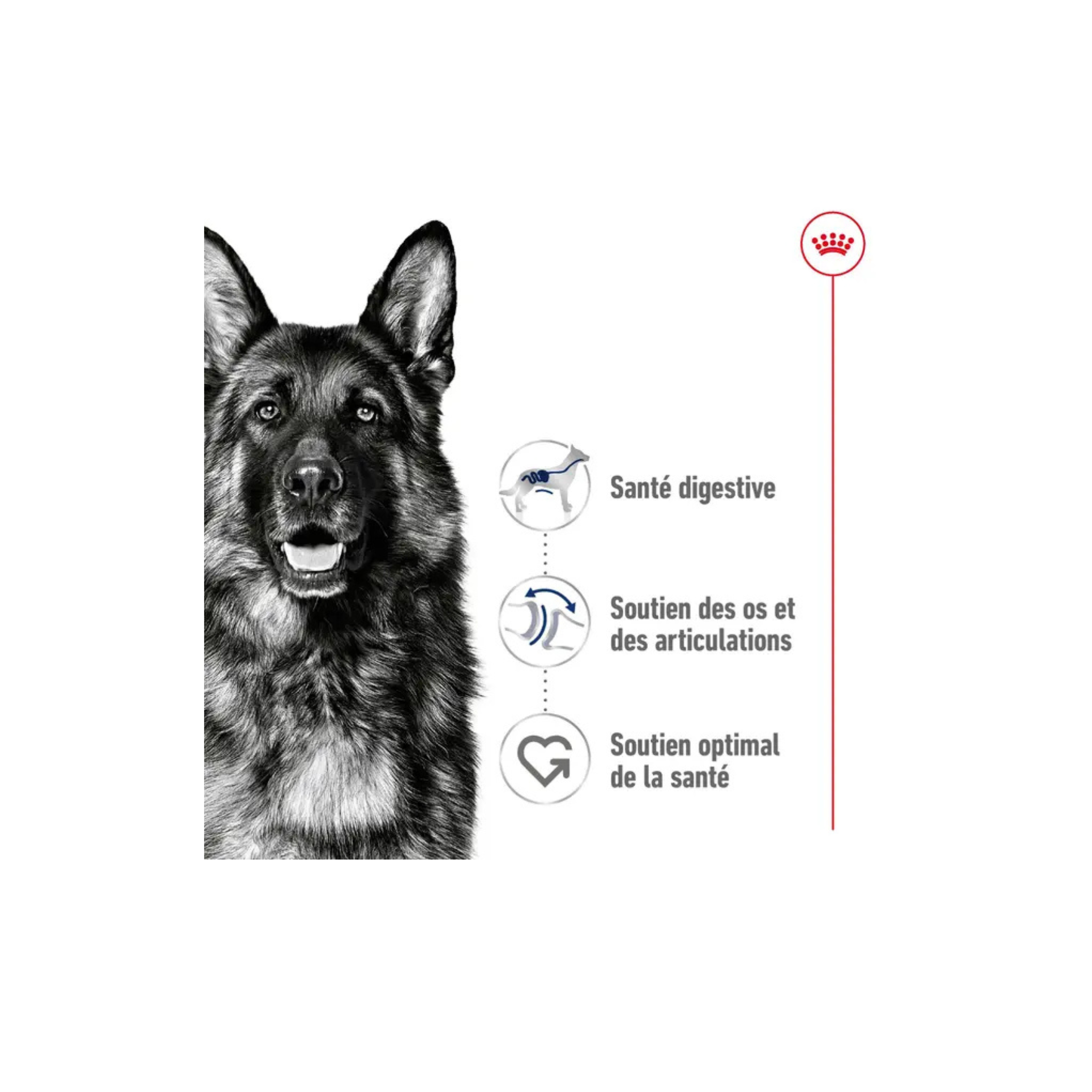 ROYAL CANIN® Maxi Adult