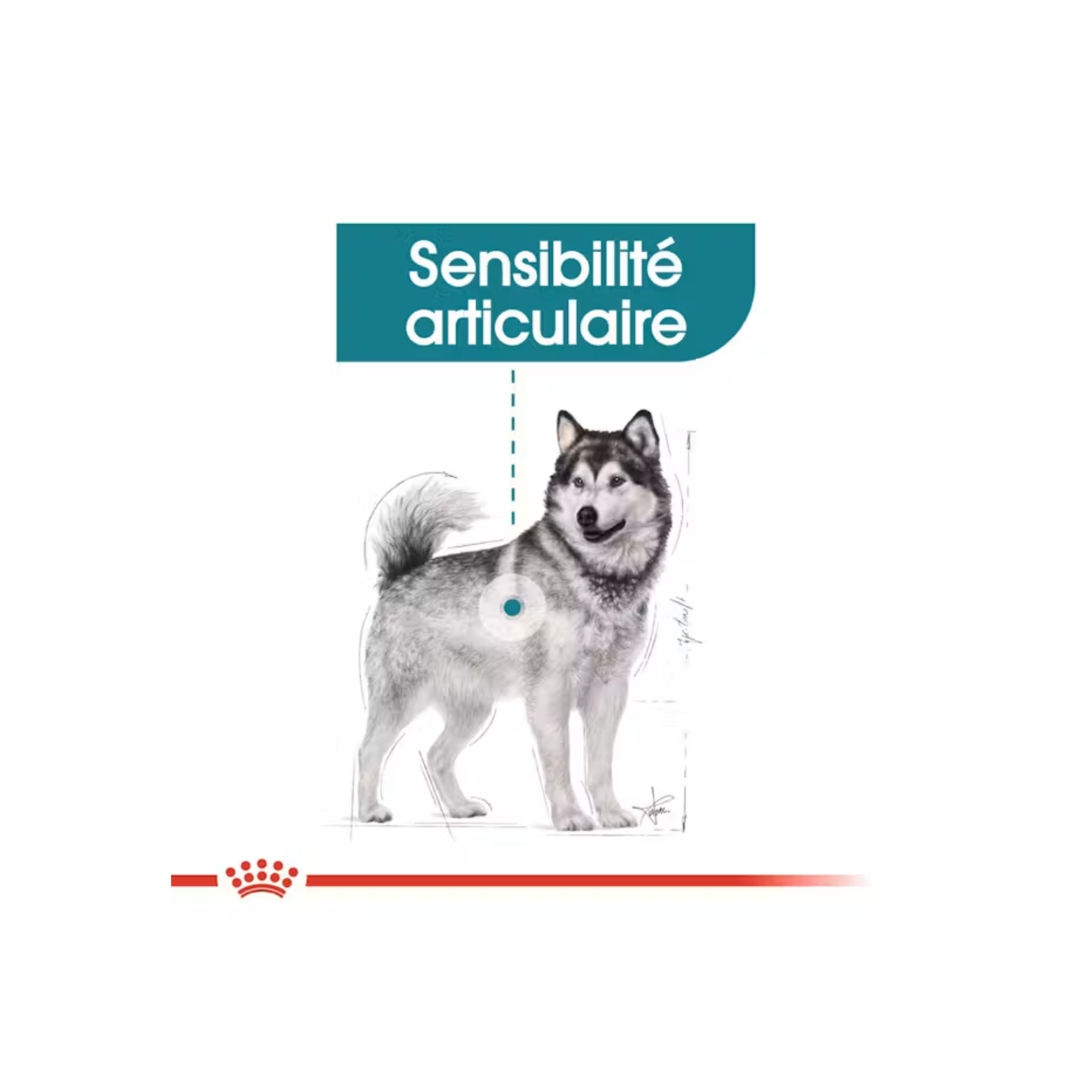 ROYAL CANIN® Maxi Joint Care