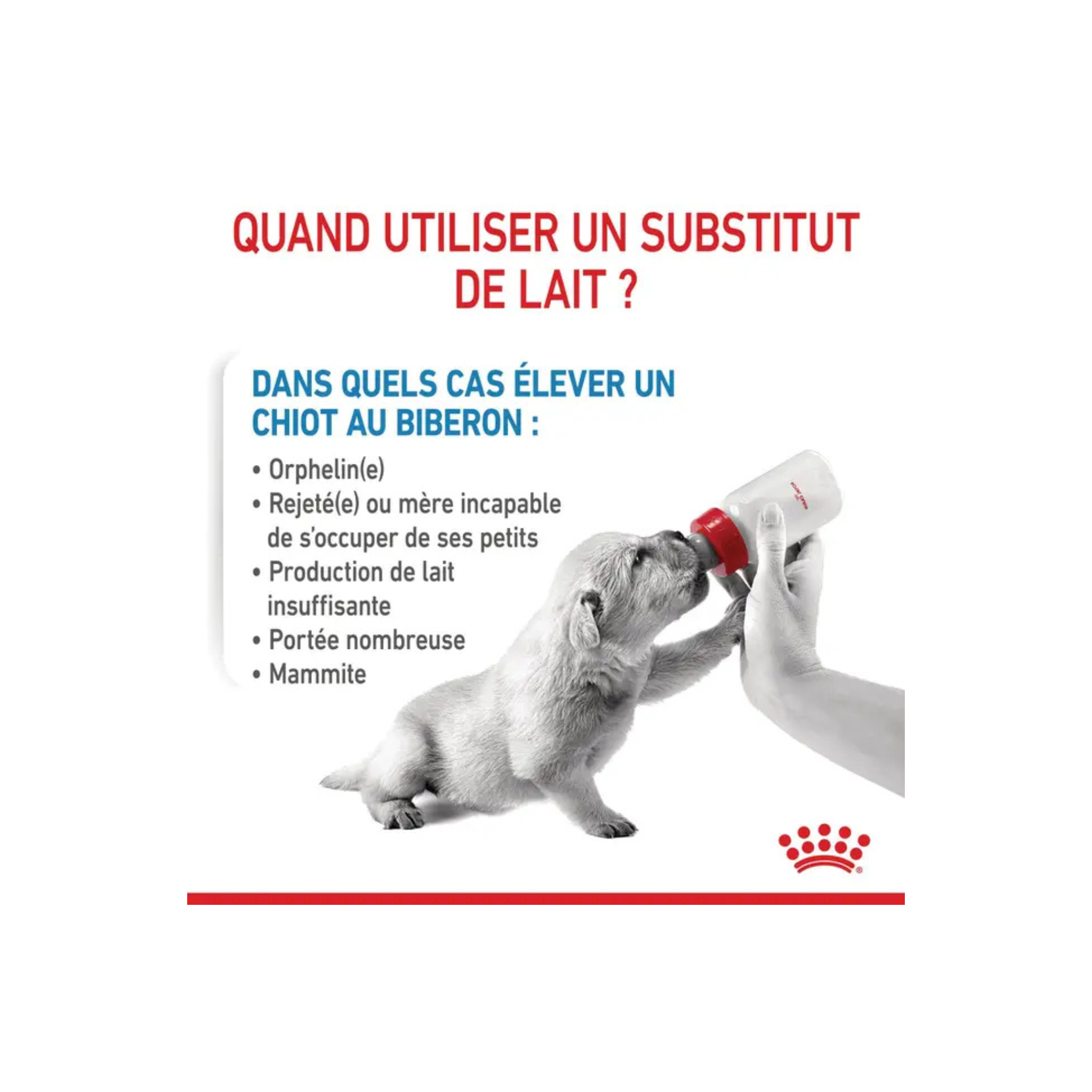 ROYAL CANIN® Babydog Milk