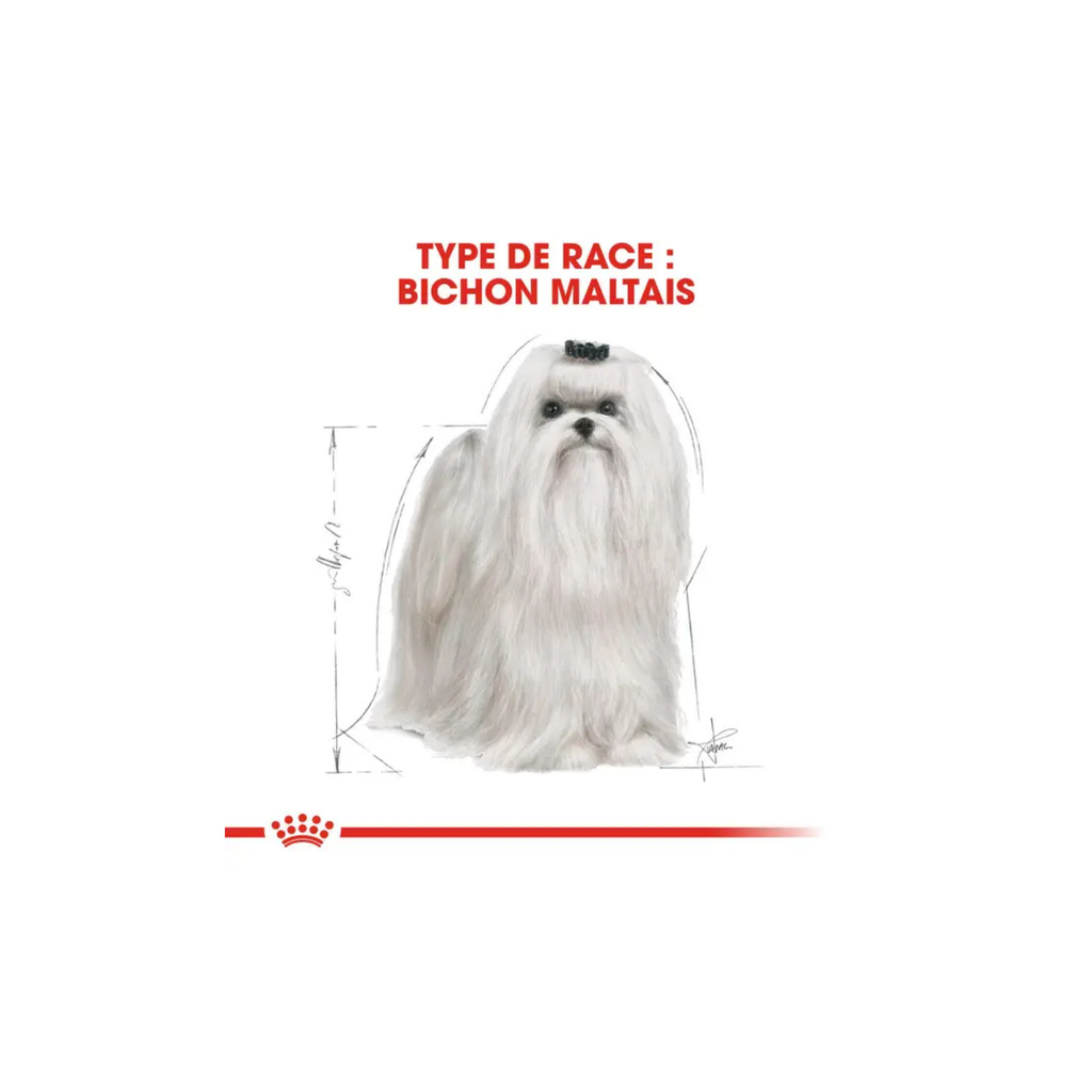 ROYAL CANIN® Bichon Maltais Adulte