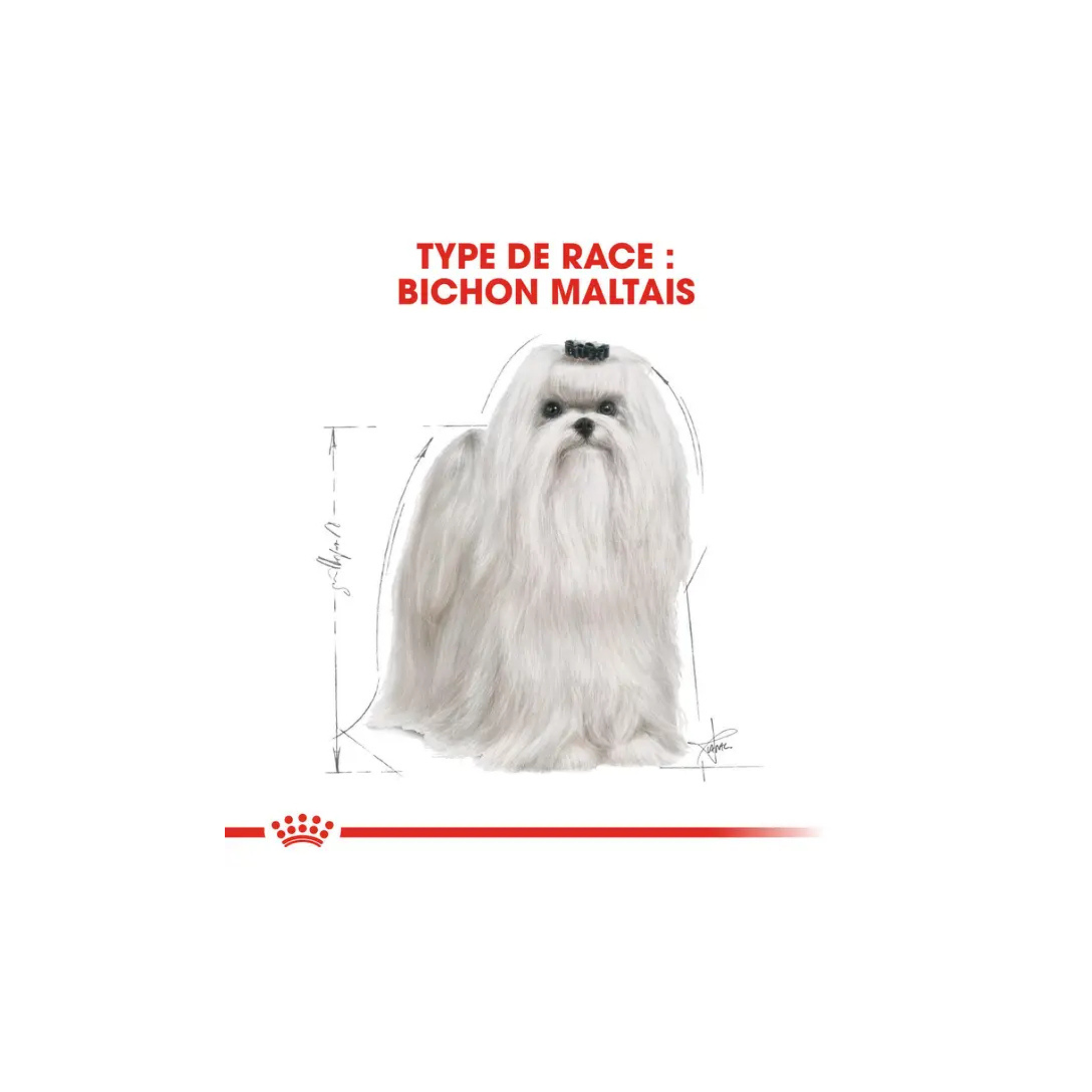 ROYAL CANIN® Bichon Maltais Adulte