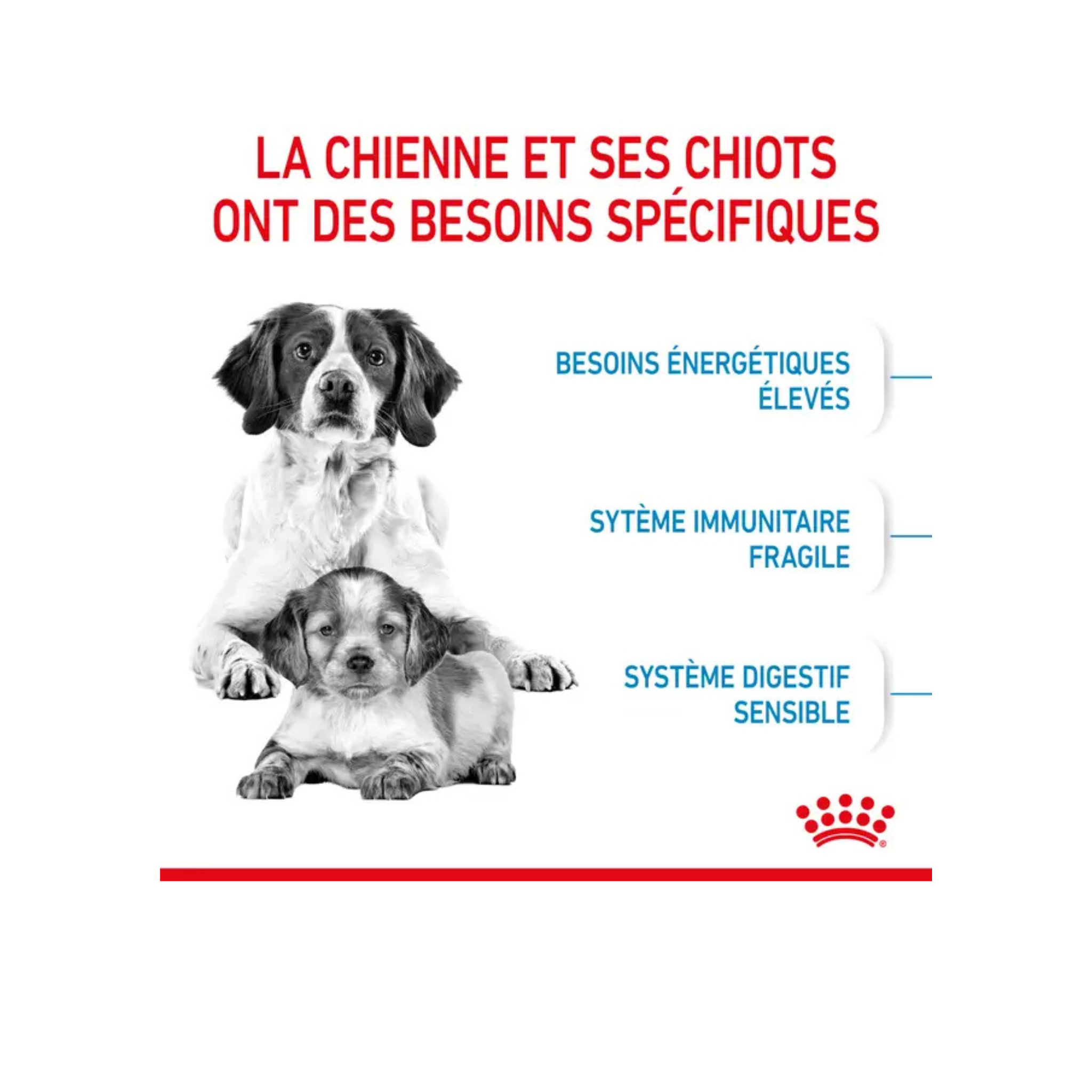 ROYAL CANIN® Medium Starter Mother & Babydog pour chiot