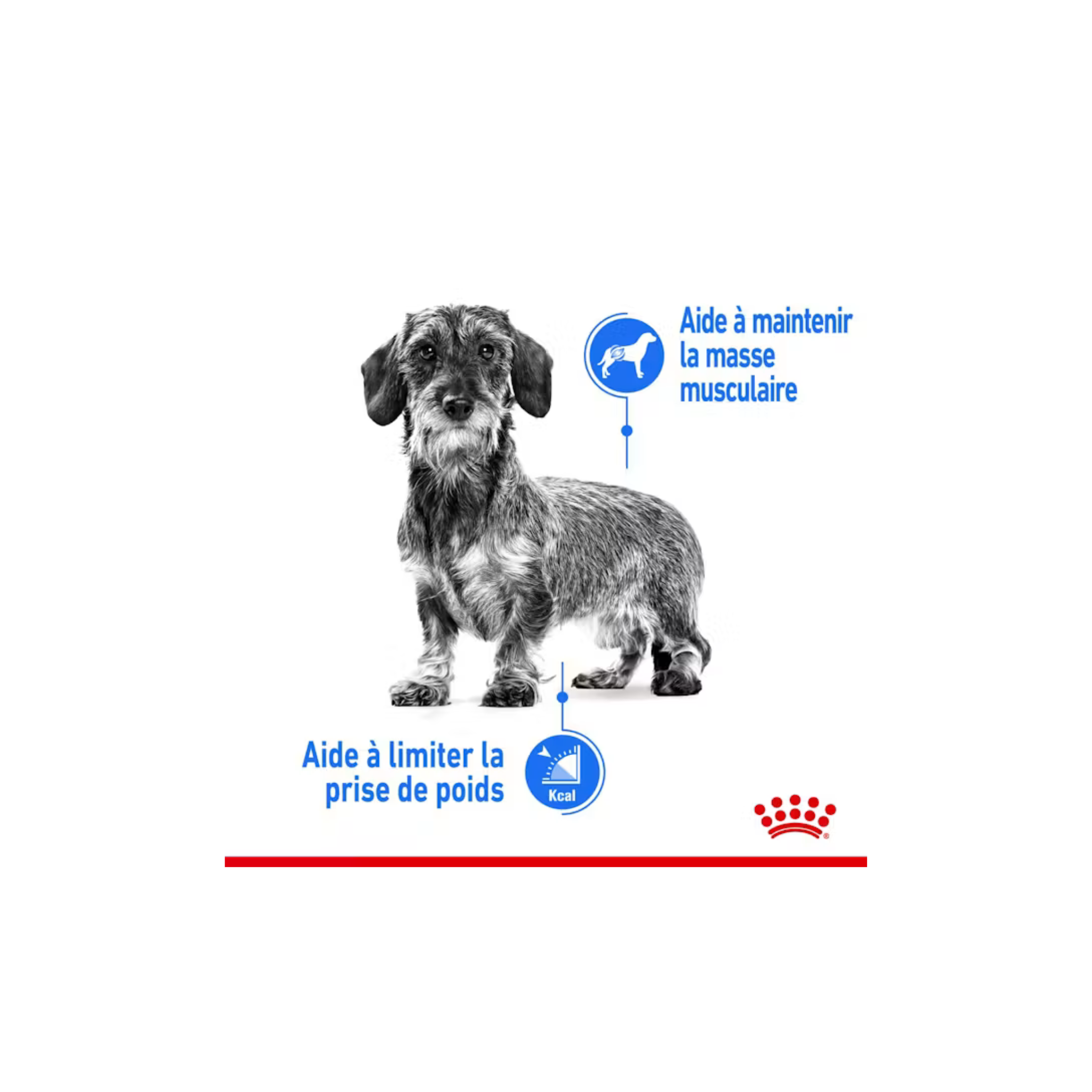 ROYAL CANIN® Mini Light Weight Care