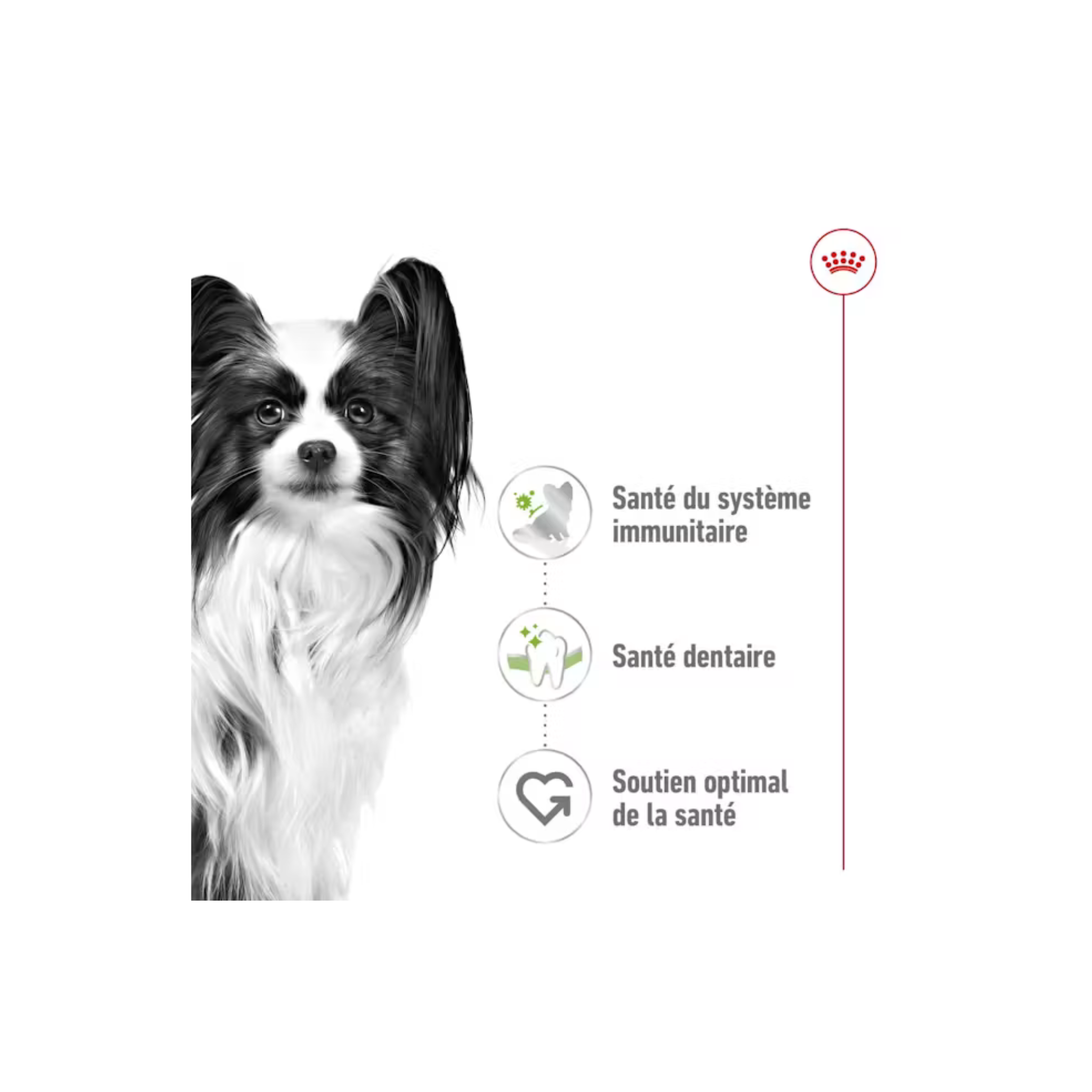 ROYAL CANIN® X-Small Adult